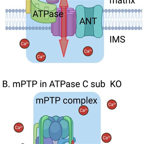 Model Of Mptp Formation In Conditions Of Mitochondrial Ca Overload