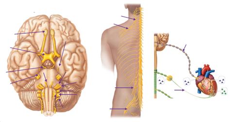 Anatomy Lab Test 2 Lab 6 Nervous System Diagram Quizlet