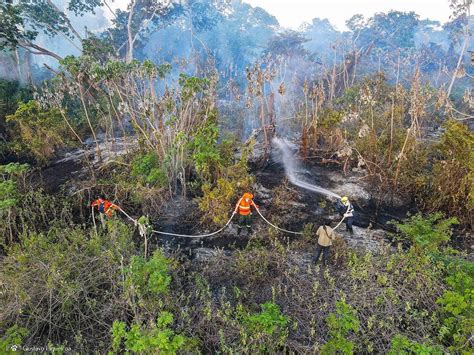 Fogo E Calor Batem Recorde No Pantanal Colabora