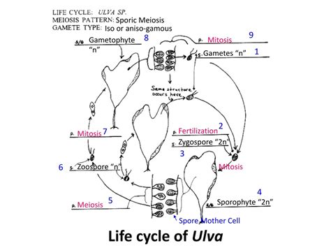 Ppt Allomyces Life Cycle Powerpoint Presentation Free Download Id