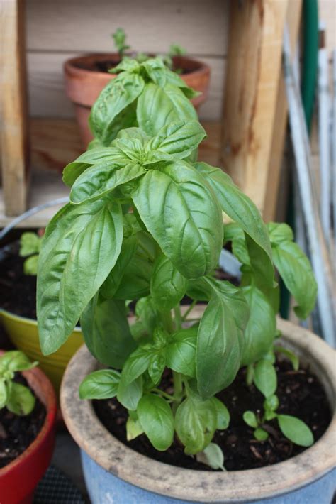 Boise Daily Photo Garden Shot Basil In Pots