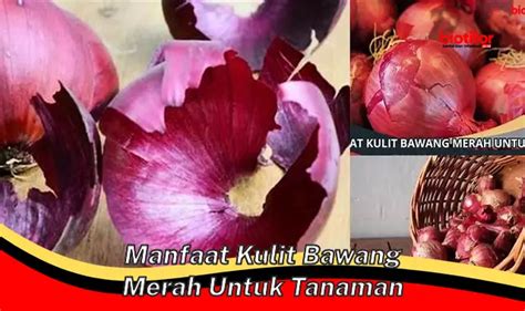 Temukan Manfaat Kulit Bawang Merah Untuk Tanaman Yang Jarang Diketahui