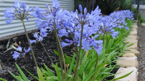 Dwarf Agapanthus White