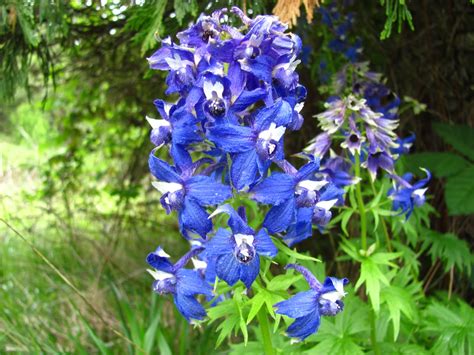 edge   hills delphinium