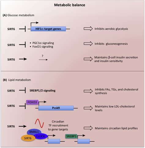 Sirt Maintains Glucose And Lipid Metabolic Balance A Sirt