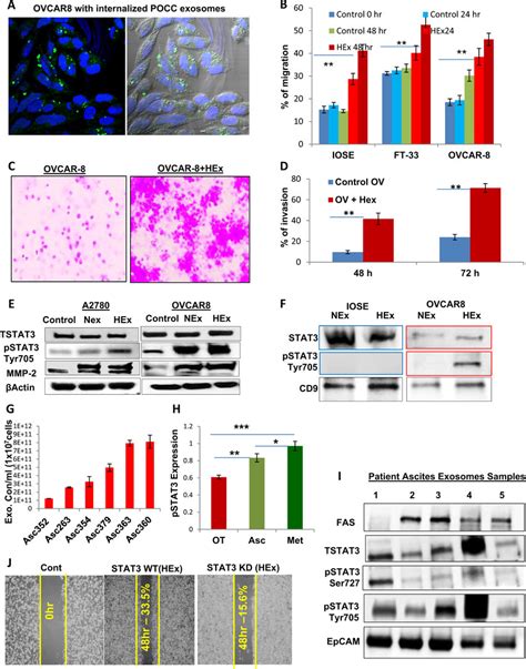 Exosome Internalization And Its Influence On The Tumor Migration And