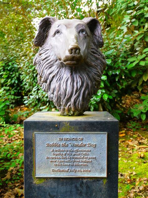 Bobbie, The Wonder Dog Who Walked 2,500 Miles to Home | Amusing Planet