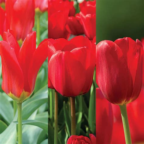 Tulip Bulbs Item 1512 Red Cubed For Sale Colorblends® Tulips Tulip Bulbs Red Tulips