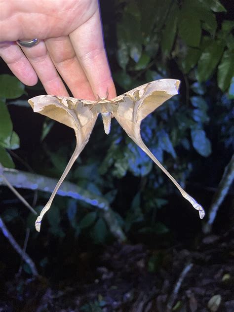 Copiopteryx semiramis from Isla Barro Colorado Panamá PA on November