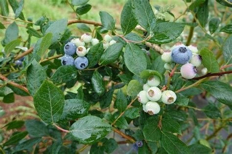 Premium Photo Blueberry Plantation In Vegetable Garden Ripe Blueberry