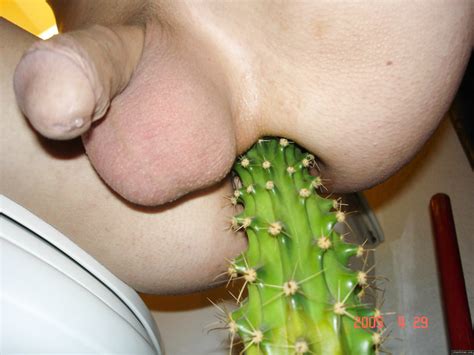 Anus And Insert A Cactus Image 65828 Thisvid Tube