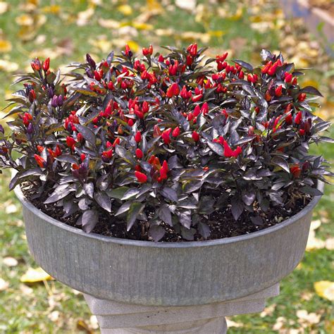 Ornamental Black Pepper Plant