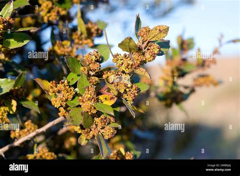 Mediterranean Buckthorn Rhamnus Alaternus Is An Evergreen Shrub