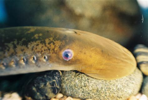 Learning from History: The Sea Lamprey Legacy of the Great Lakes ...