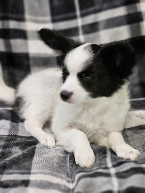 Akc Reed Papillon Puppy For Sale In Havre De Grace Md Lancaster