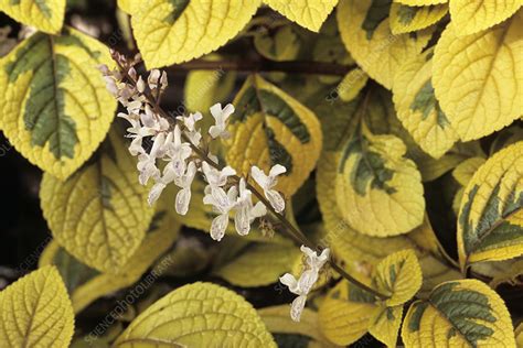 Plectranthus flowers - Stock Image - B590/0859 - Science Photo Library