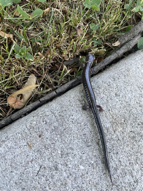 Saw This Cute Little Coal Skink In Allentown Pa Rskinks