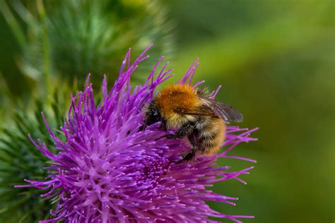 Le Bourdon Des Champs Bernard Vassel Flickr