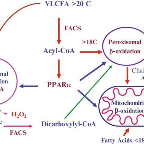 3 A Schematic Depicting Ppar Activation By Peroxisome Proliferators