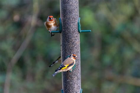 Wildlife Sightings 29 10 2024 WWT