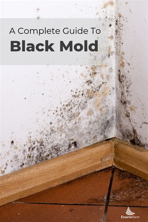 Complete Guide To Black Mold Remove Black Mold Mold Smell Molding