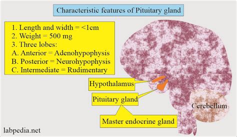 Hypothalamus and Pituitary Gland Hormones - Labpedia.net