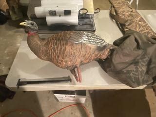 Avian X LCD Breeder Hen Hunting Exchange