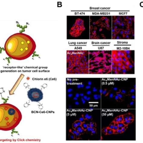 The Epr Effect Aided Tumor Targeting Based On Metabolic Download