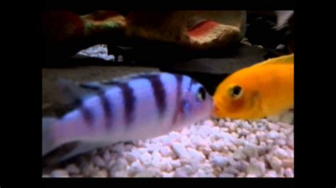 Kenyi Cichlid Maylandia Lombardoi Mating Youtube