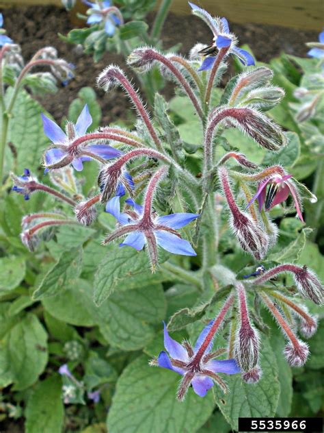 Common Borage Borago Officinalis