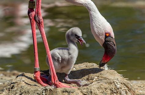 Flamingo | San Diego Zoo Animals & Plants