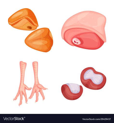 Design meat and raw icon set Royalty Free Vector Image