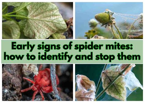 Save Your Plants Spotting The Early Signs Of Spider Mites