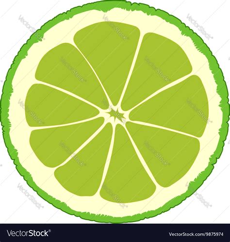 Lime Slice Royalty Free Vector Image - VectorStock