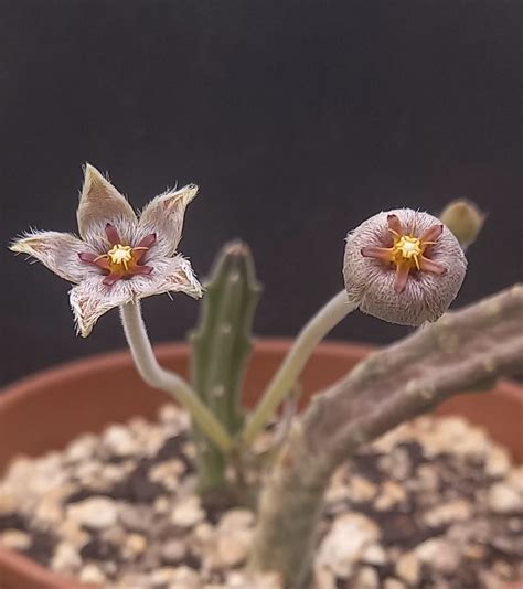 Stapelia Erectiflora Marianne Schwartz Flickr