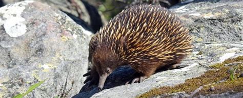 The Power of Echidna Symbolism in Uncovering Mysteries - Spirit Animal ...