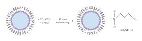 Schematic Representation Of Sio2 Nps Functionalization With Aptes