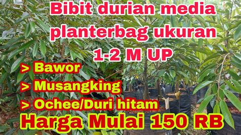 Bibit Durian Planterbag Uk M Up Musangking Durihitam Dan Oche Youtube