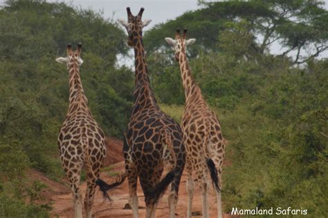 Murchison Falls Birding Safari Days Bird Watching