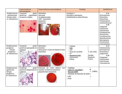 Streptococcus Bacterias Características microscópicas