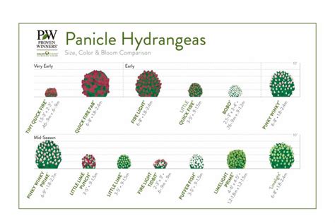 Episode 13 - Winter Care for Roses and Panicle Hydrangea Developments ...