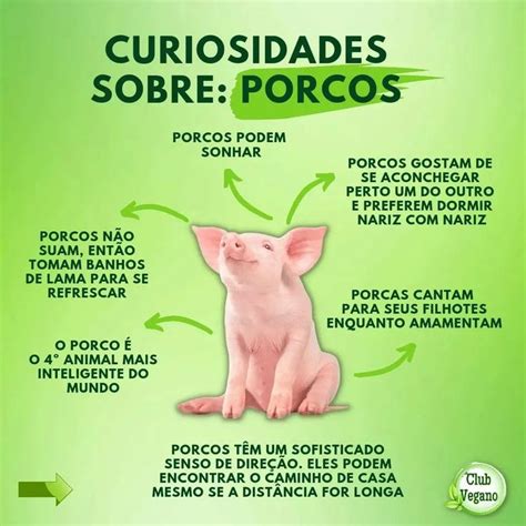 O Que O Porco Nos Fornece - Cuidados com porcos: guia prático