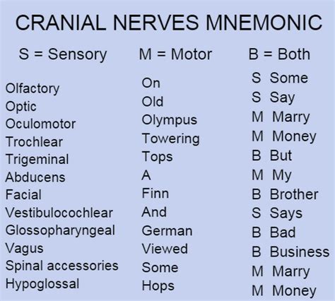 Cranial Nerve Mnemonics - MEDizzy