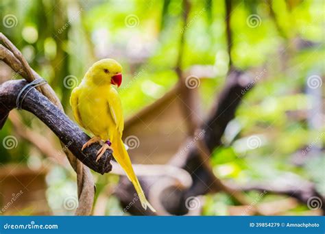 Periquito Amarillo De Ringnecked Krameri Del Psittacula Imagen De