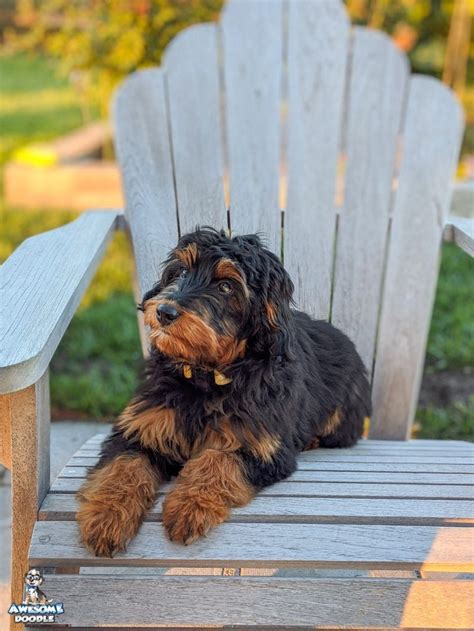 How to train your AussieDoodle in 2 months - AwesomeDoodle