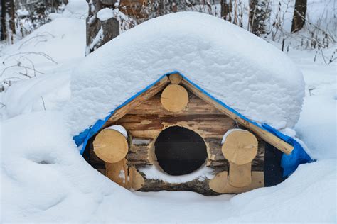 Is A Heated Insulated Dog House Necessary For Winter? - Dr. Marty Pets