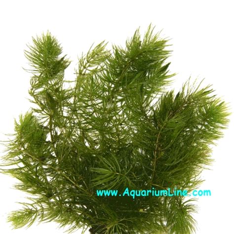 Ceratophyllum Demersum Aquarium Line - Aquarium Store