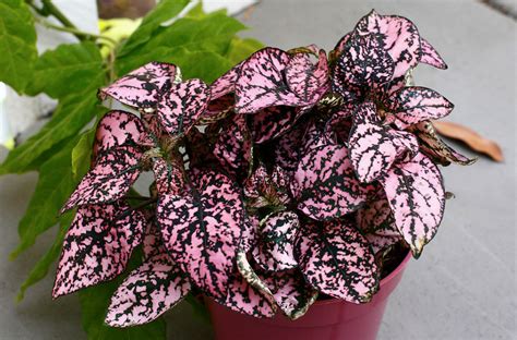 ways  care   hypoestes indoors house plants expert plants