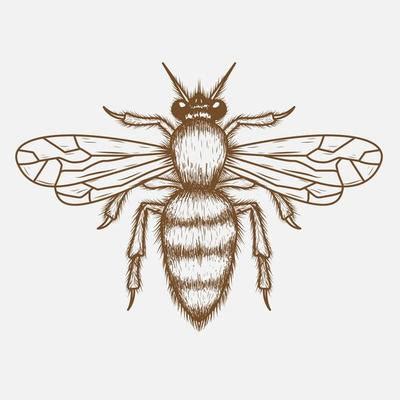 Bee Vector Art, Icons, and Graphics for Free Download