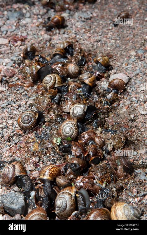 Copse Snail Arianta Arbustorum Stock Photo Alamy